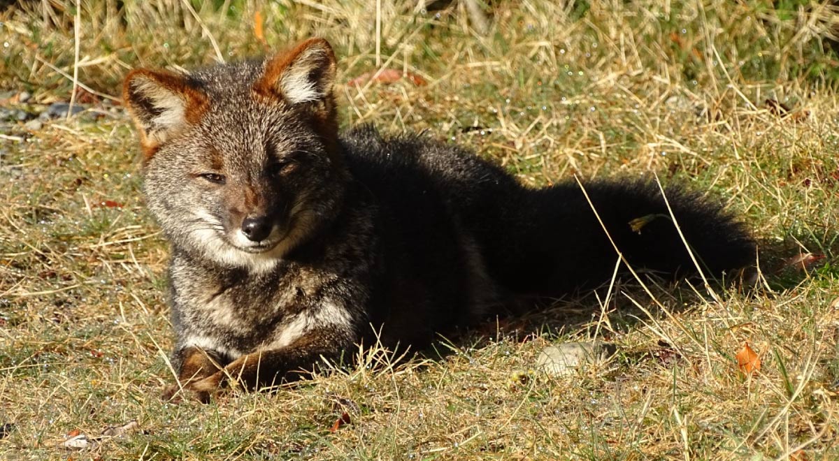  Ante las problemáticas medioambientales que afectan a la flora y fauna de Chiloé diversas organizaciones se unieron para realizar un espacio de vinculación y concientización. El Chiloecofest se celebrará en Quellón del 4 al 10 de noviembre.