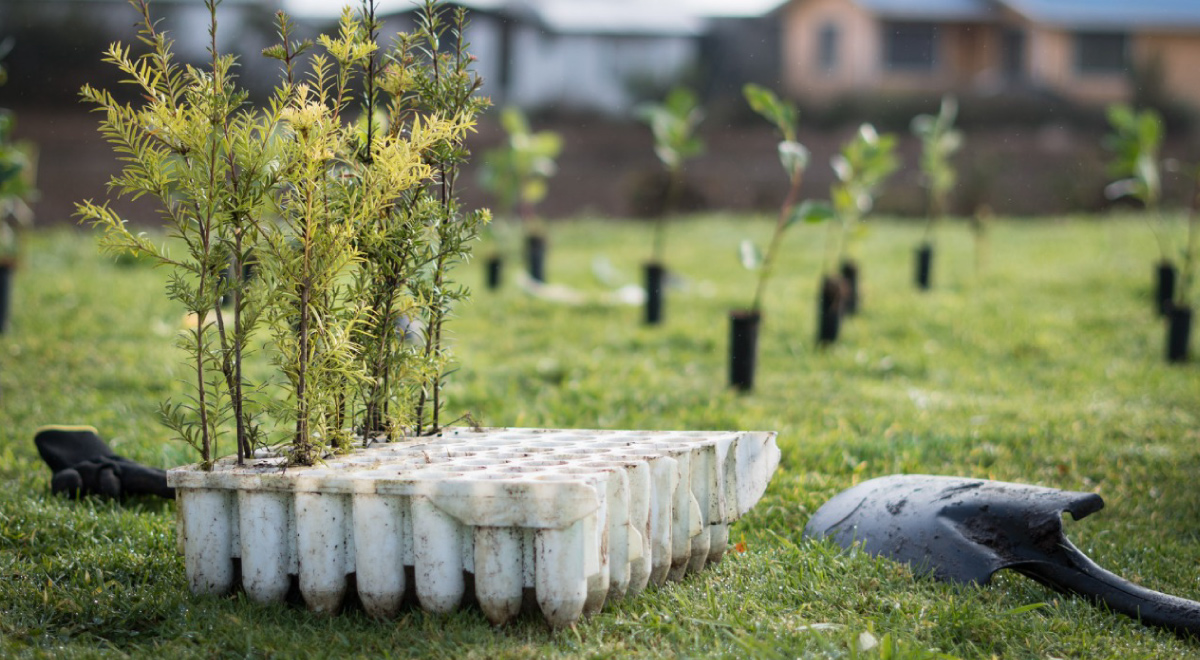  En Ancud, entre el 26 y el 28 de junio se llevará a cabo este festival que se centra en la  educación ambiental y  jornadas de plantación de árboles nativos para la regeneración y conservación en la zona. 